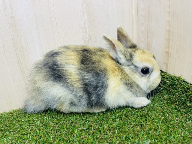 ネザーランドドワーフ