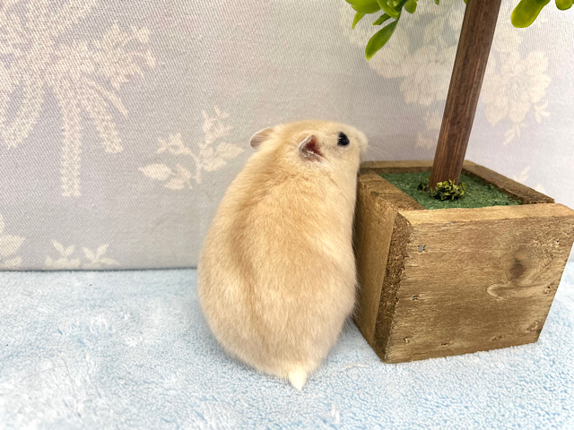 ジャンガリアン