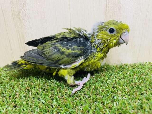 サザナミインコ