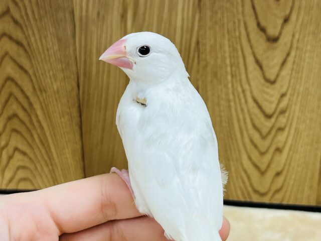 白文鳥