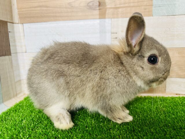 ネザーランドドワーフ