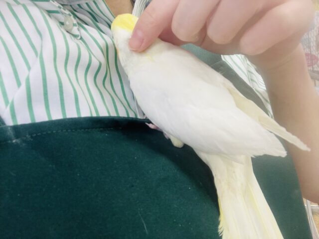 オカメインコ