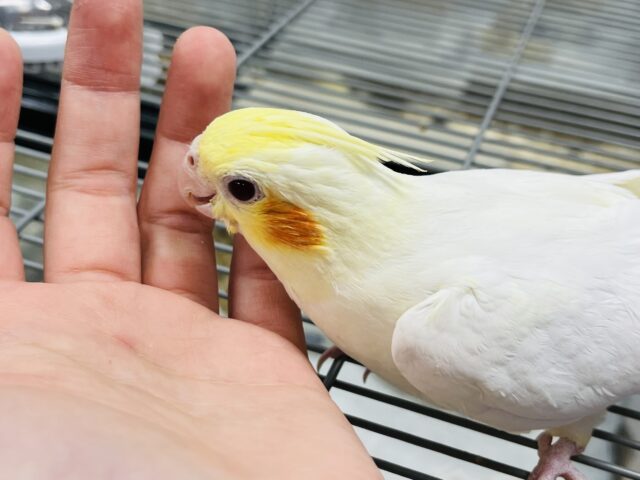 オカメインコ