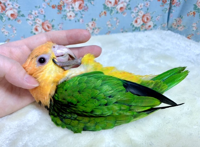 シロハラインコ
