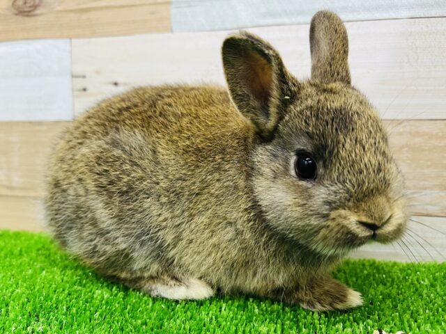 ネザーランドドワーフ