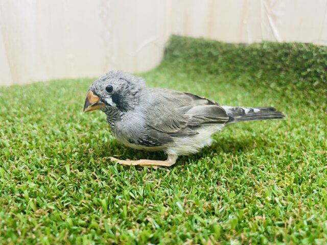 錦花鳥（キンカチョウ）