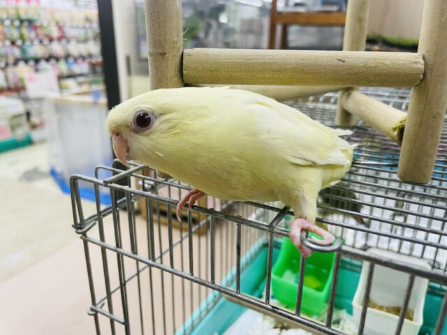 最新画像になりますよ‼️クリーミーなマイペースさん? サザナミインコ クリームルチノー サザナミインコ