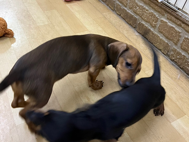 スタンダードダックス