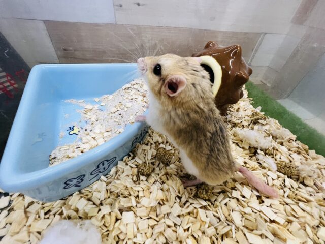 マカロニマウス（ファットテールジャービル、オブトアレチネズミ）