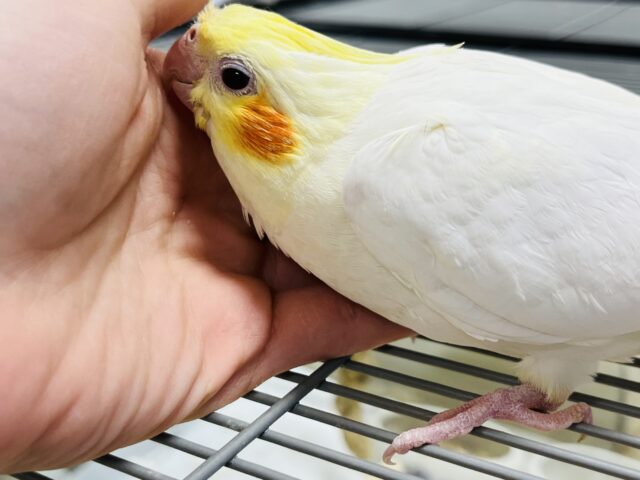 オカメインコ