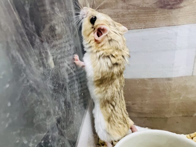 マカロニマウス（ファットテールジャービル、オブトアレチネズミ）