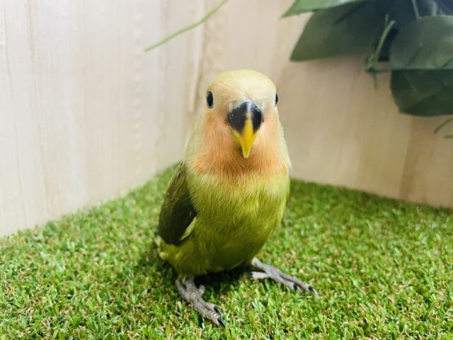 コザクラインコ（小桜インコ）