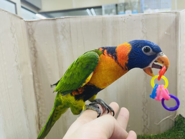 アカエリゴシキセイガイインコ