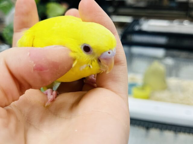 セキセイインコ