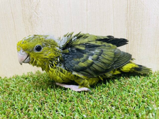 サザナミインコ