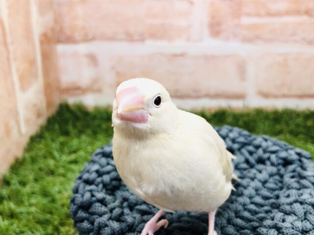 シナモン文鳥