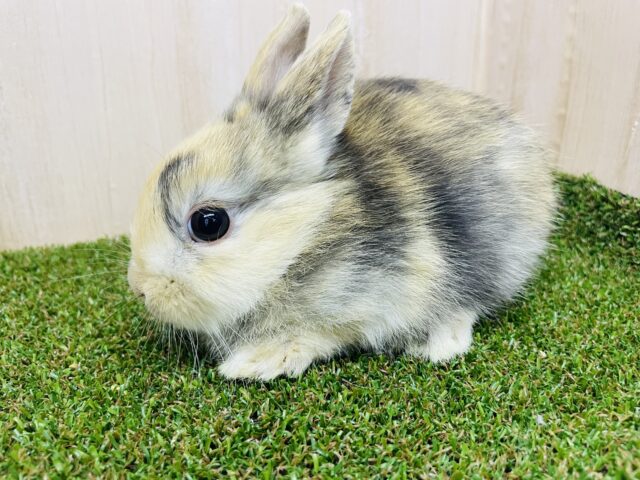 ネザーランドドワーフ