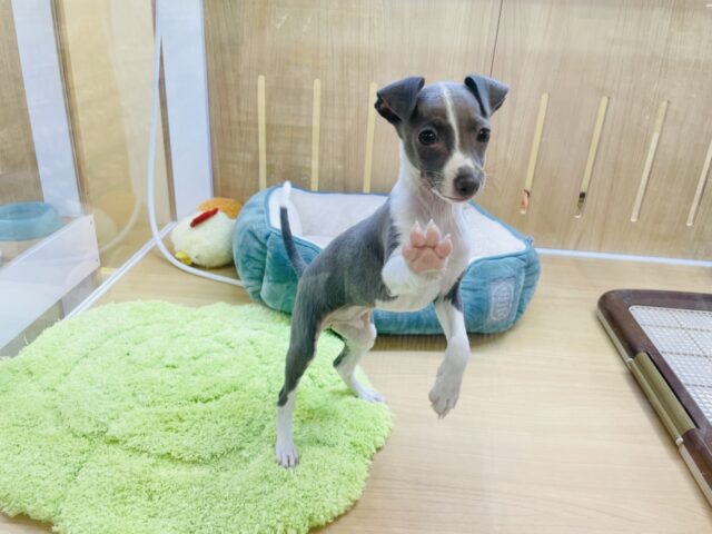 イタリアングレーハウンド