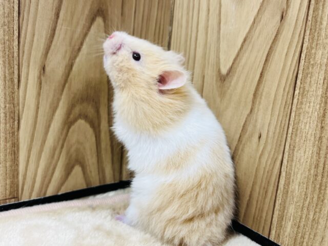 ゴールデンハムスター