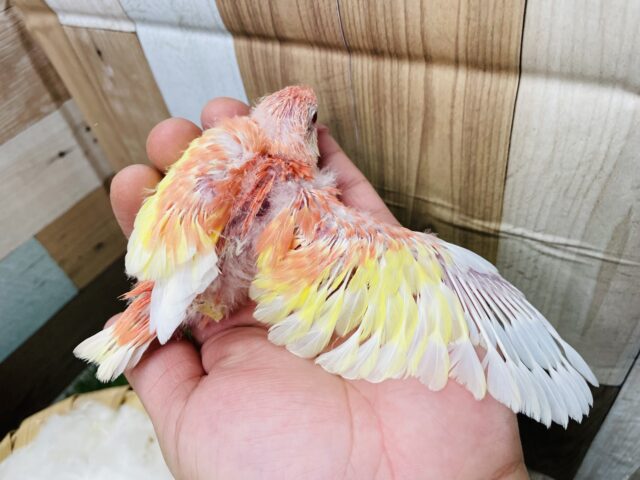 アキクサインコ（秋草インコ）