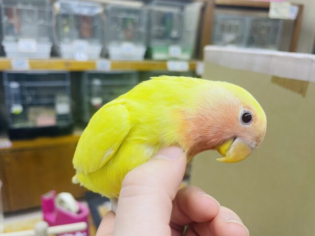 コザクラインコ（小桜インコ）