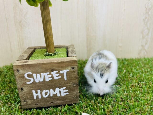 ロボロフスキーハムスター