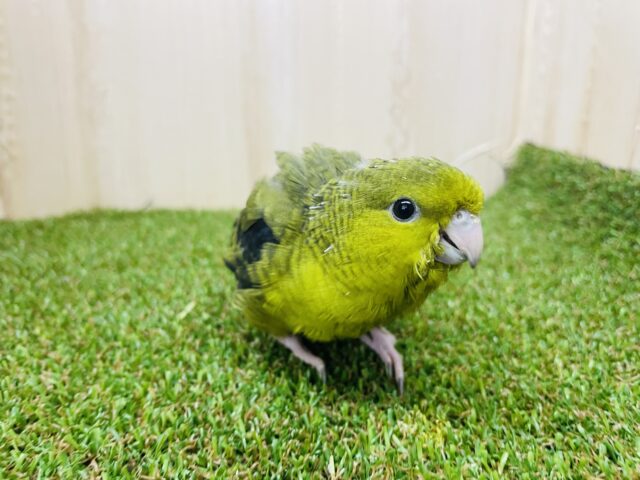 サザナミインコ