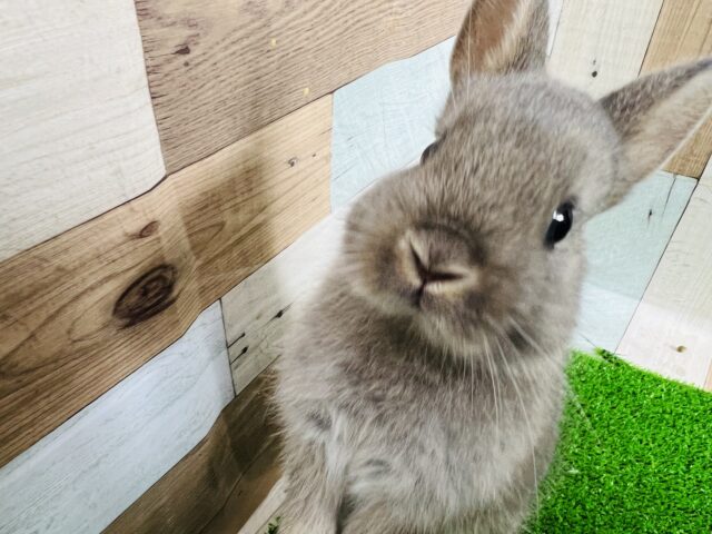 ネザーランドドワーフ