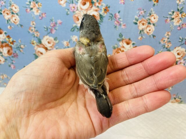 錦花鳥（キンカチョウ）