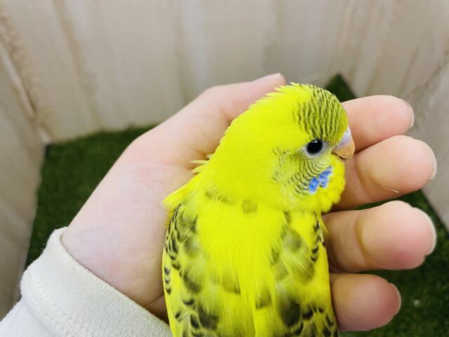 セキセイインコ