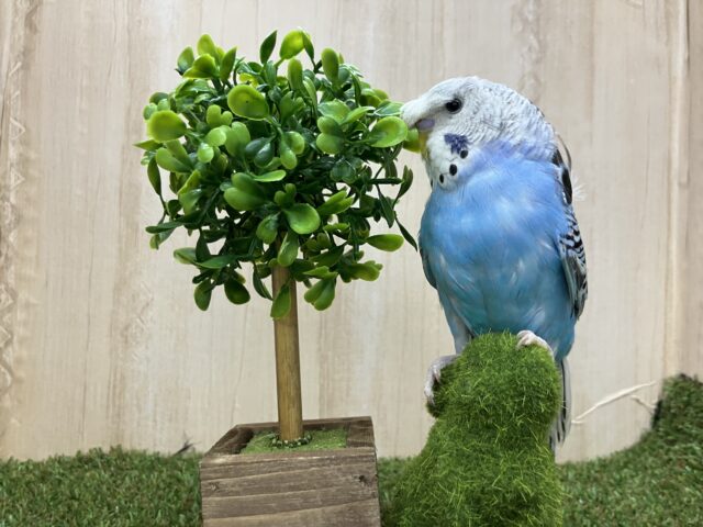 羽衣セキセイインコ