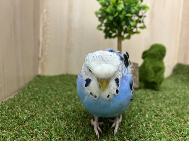 羽衣セキセイインコ