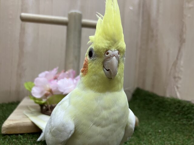 オカメインコ