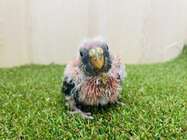 アキクサインコ（秋草インコ）