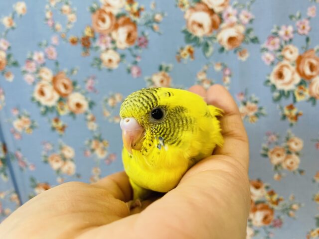 人気のハルクインさん再び❢ヒナちゃん入舎です❢🌻 セキセイインコ