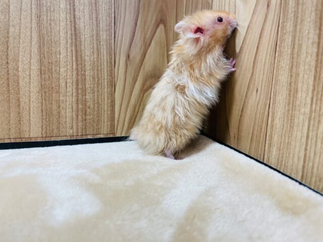 ゴールデンハムスター