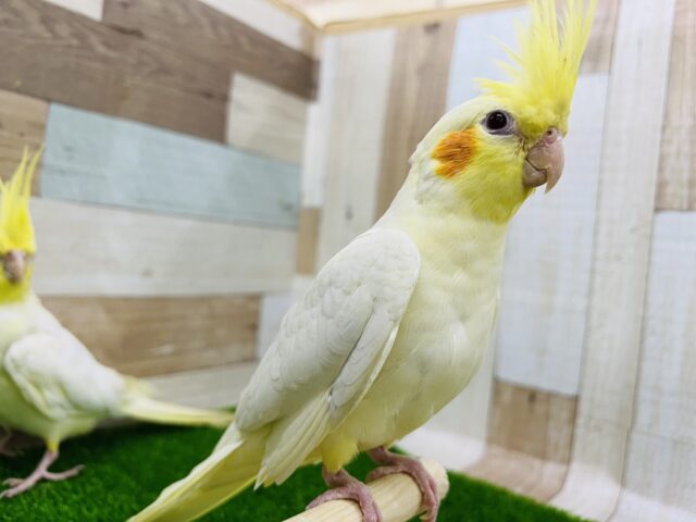 オカメインコ