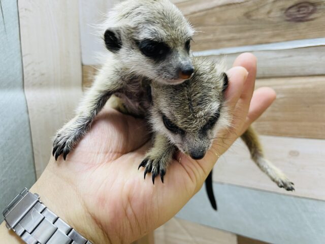 ミーアキャット