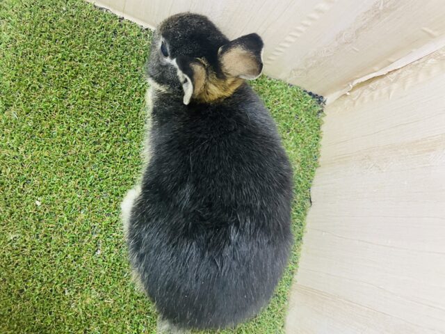 ネザーランドドワーフ