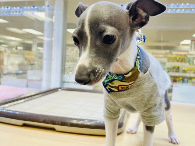 イタリアングレーハウンド