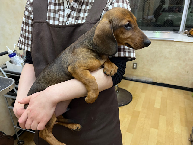 スタンダードダックス