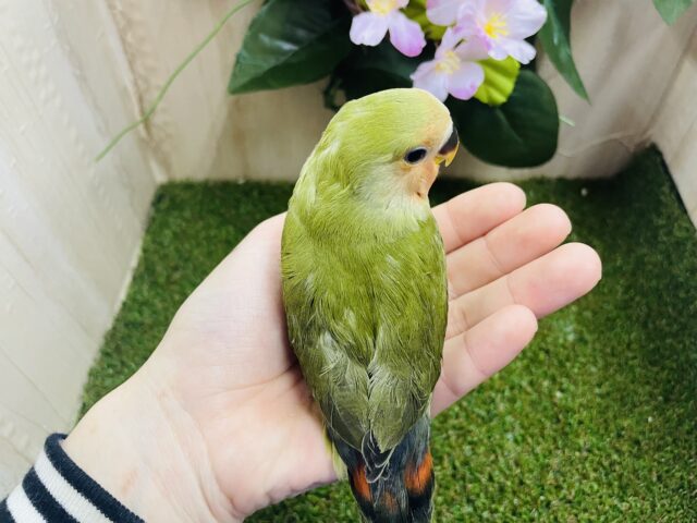 コザクラインコ（小桜インコ）