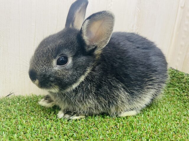 ネザーランドドワーフ