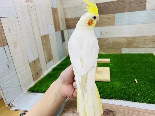 オカメインコ