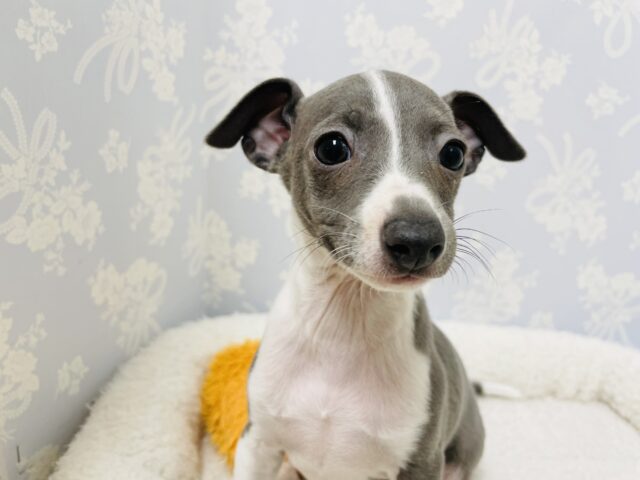 イタリアングレーハウンド