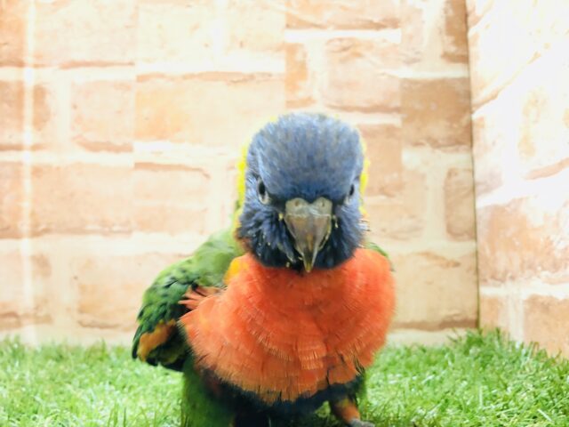 ゴシキセイガイインコ