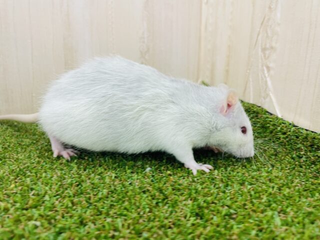 ファンシーラット