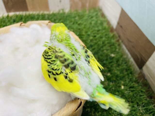 セキセイインコ