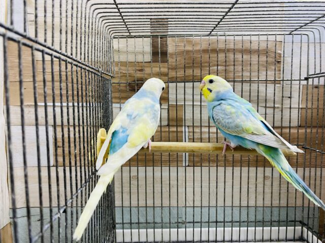 セキセイインコ