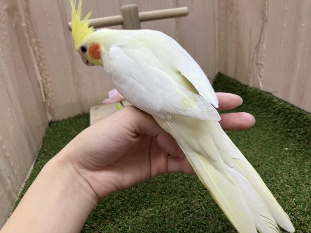 オカメインコ